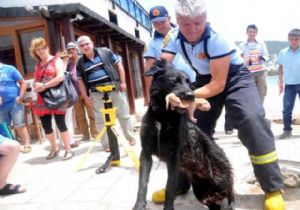 DÜNYA BU KÖPEĞİ KONUŞACAK!