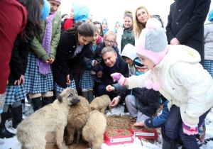 Kazan da Sokak Köpeklerinin Mutlu Günü