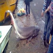 MARMARA DA 3 METRELİK KÖPEK BALIĞI!