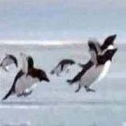 UÇAN PENGUENLER, GÖRENLERİ HAYRETE DÜŞÜRDÜ