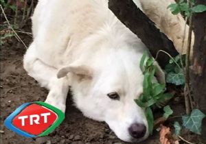 TRT hayvan severleri kızdırdı!