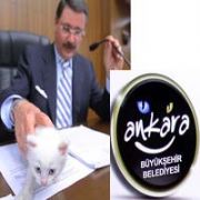 ANKARA, ARTIK GÜLEN KEDİ!