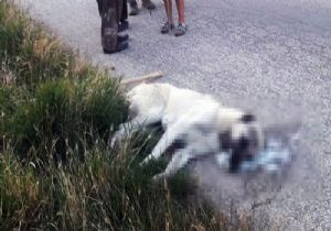 Ankara Polatlı da Köpek Katliamı