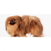 HIRSIZLARIN YENİ GÖZDESİ SÜS KÖPEKLERİ
