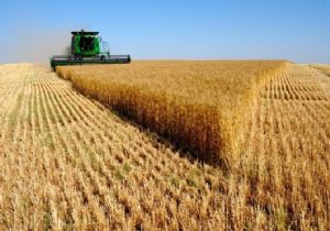 Tohumluk Buğday Yüzde 200 Zamlandı