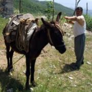 KOLUNU KAPAN EŞEKTEN, BURNUNU ISIRIP KURTULDU