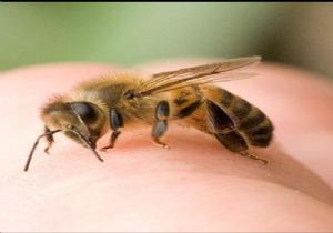 Arılar neden ölüyor?