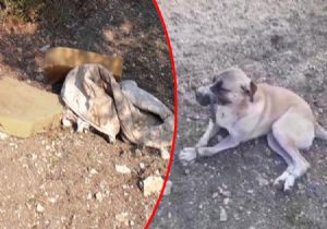 Yavru Köpeğe İşkence