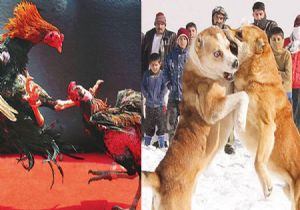 Meclis Sonunda Hayvan Haklarına El  Attı