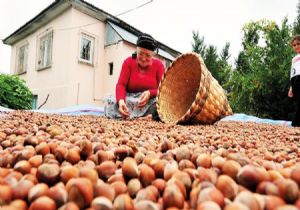 Fındıkta 30 TL Beklentisi