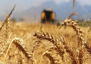Buğday ve Arpa Alım Fiyatı Açıklandı