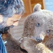 HAYVANAT BAHÇESİNDEKİ AYILARI UYKU TUTMUYOR