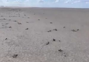 Tuz Gölü nde Flamingo Katliamı