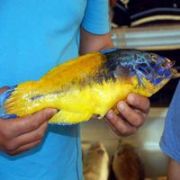 AZİZ YILDIRIM A ÇOK ÖZEL HEDİYE