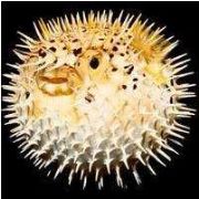 BU BALIK JAWS TAN DA KATİL BALİNADANDA TEHLİKELİ