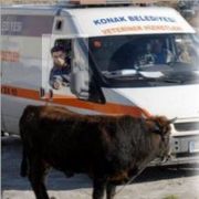 KAÇMA YOKSA VURURUM 