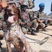 SINIRA BOMBACI KÖPEKLER