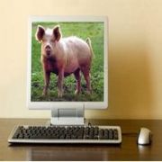 DOMUZ GRİBİ BİLGİSAYARA DA GİRDİ