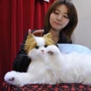 JAPONLARDAN CANLISINI ARATMAYAN ROBOT KEDİ!