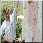 KÖYLER ÇEKİRGE İSTİLASINA UĞRADI