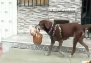 Kolombiya’da Bir Bakkala Köpek Çırak