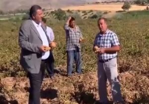  1 Ton Patates 1 Çeyrek Altın Etmiyor 