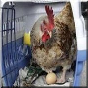 TİLKİDEN KORKAN HOROZ, TAVUK OLDU!