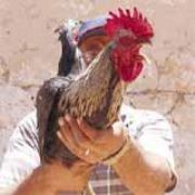 ANNE DİYE ÖTEN HOROZ!