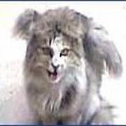 HERKES O KANATLI KEDİ NİN PEŞİNDE AMA ARTIK YOK