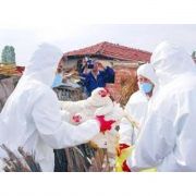 KUŞ GRİBİ GAZETECİLERİ DE VURDU