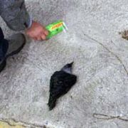 KARGA YA AKIL ALMAZ İŞKENCE