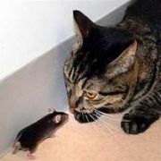 FARELERDE  KUMAR OYNUYOR 