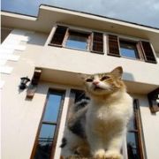 BURASİ EV DEĞİL KEDİ VİLLASI