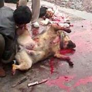 KÖPEK ETİNİ KEÇİ ETİ DİYE  SATAN KASAP TUTUKLANDI