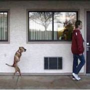 İKİ AYAKLI KÖPEĞİN İNANILMAZ AZMİ!
