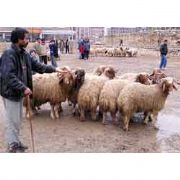 KURBAN KESİMİNDE KURALLARA UYMAYANLARA 500 YTL CEZA