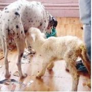 ANNESİ ÖLEN KUZUYA DALMAÇYALI ANNE OLDU