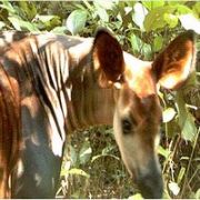 YARISI ZEBRA, YARISI ZÜRAFA