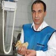  ALTIN YUMURTLAMASI İÇİN 3 HAFTADIR BEKLİYORLAR
