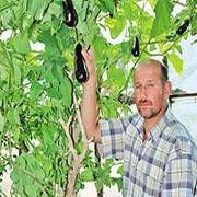 PATLICAN AĞACI YETİŞTİRDİLER