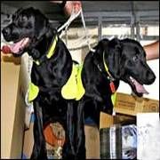 ÇETE POLİS KÖPEKLERİNİN BAŞINA ÖDÜL KOYDU