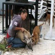 KEDİ BOĞAZLAYAN PİTBULL UN SAHİBİ UKRAYNALI ÇIKTI
