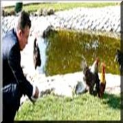 HOROZU DEVLET KRİZİ ÇIKARDI!