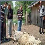 EDİRNE DE KOYUN BOĞAN YILAN PANİĞİ