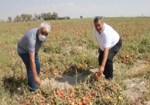  Domates Üreticisi Perişan 