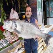 KARADENİZDE DEV LEVREK YAKALADI