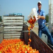 DOMATES YENİDEN RUSYA YOLUNDA 