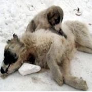 AĞRI DA DONAN KÖPEĞİN YAVRULARI ŞİMDİ SICAK YUVADA