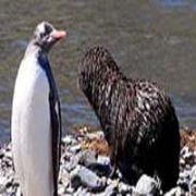 BİLİM ADAMLARINI ŞOK EDEN OLAY, FOK UN PENGUEN E TECAVÜZÜ!