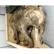 10 BİN YILLIK HİÇ BOZULMAMIŞ YAVRU MAMUT 